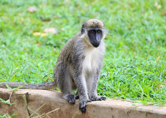 Green vervet monkey (Chlorocebus pygerythrus)