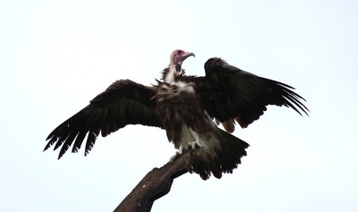 Hooded vulture (Necrosyrtes monachus) in Gambia