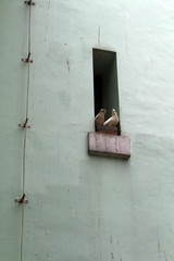 The bird at a church tower or window
