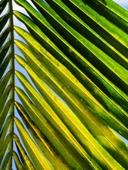 palm leaf and blue sky