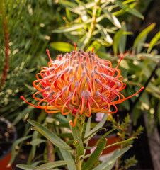 rote protea stellenbosch