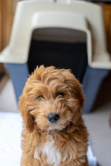 Goldendoodle, groodle puppy