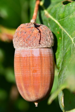 ripe acorn of oak tree
