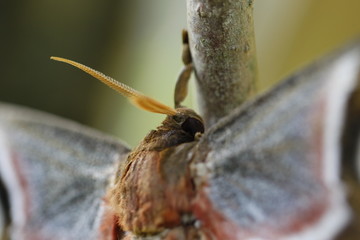 fotos de mariposas y insectos varios 