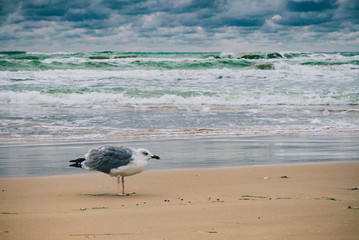 Stormy Black sea in day time, big waves and gusty wind