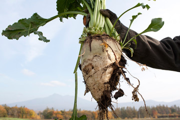 収穫したビート