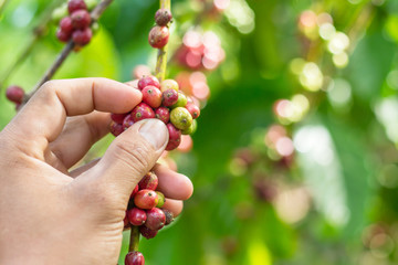 harvesting coffee berries by agriculturist hands