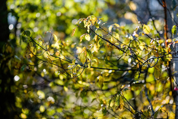abstract background pattern of yellow autumn tree leaves