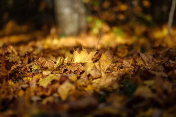 abstract background pattern of yellow autumn tree leaves
