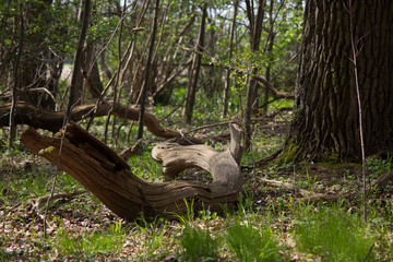 Naturschutzgebiet Echinger Lohe bei München