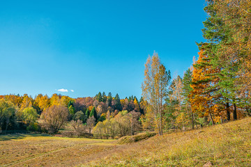 autumn landscape with trees and blue sky