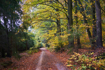 Autumn path in wood or forest in foggy cold weather, woodland floor covered in bright orange fall leaves and beech trees leaves are also in full autumn colours. 