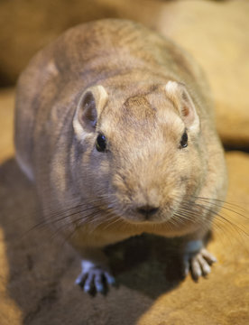 Desert rat portrait
