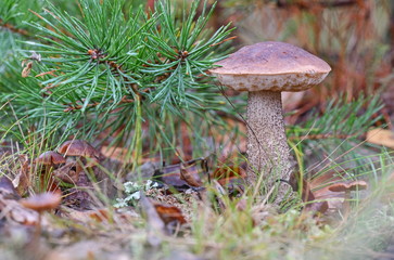 Young birch bolete (Leccinum scabrum) mushroom,  known as the rough-stemmed bolete,  or scaber stalk close up picture in the summer forest. Surrounded by pine branch.