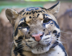 Clouded leopard portrait rare wild cat looking