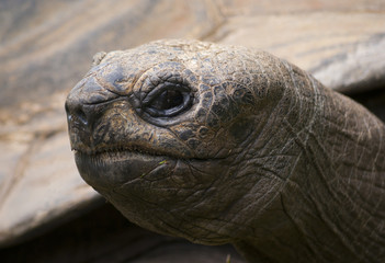 Galapagos giant tortoise turtle portrait