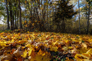 abstract background pattern of yellow autumn tree leaves