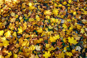 abstract background pattern of yellow autumn tree leaves