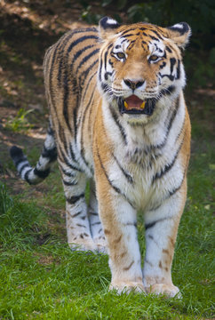 Tiger wild cat potrait hunting waiting for prey