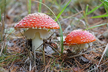 Picturesque fly agaric mushroom in the forest, close-up. Amanita muscaria.