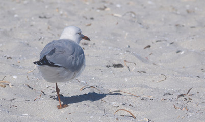 Seagull standing on one leg