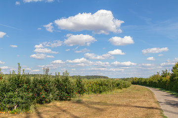 Fototapeta na wymiar apple tree plantation