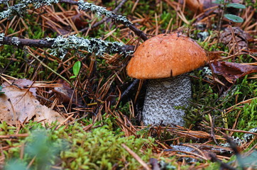 Forest red-capped scaber stalk (Leccinum aurantiacum) after rain close up. Surrounded by pine needles and cranberry leaves. Fungi, mushroom in the summer forest.