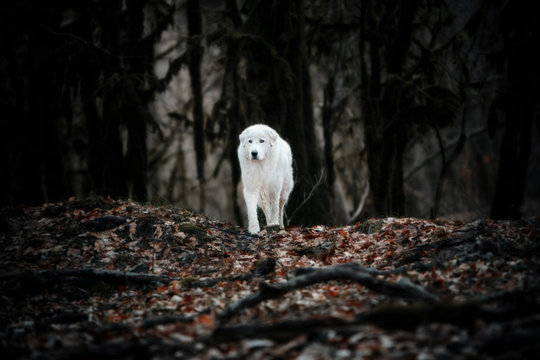 White patrol dog Maremma or Abrujie standing in a dark forest