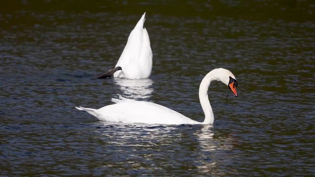 Tauchende Schw&auml;ne
