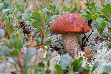Picturesque red-capped scaber stalk (Leccinum aurantiacum) close up.  Surrounded with white moss and cranberry plant. Fungi, mushroom in the autumn forest.