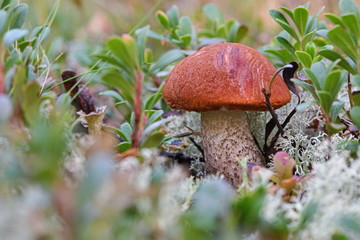 Picturesque red-capped scaber stalk (Leccinum aurantiacum) close up.  Surrounded with white moss and cranberry plant. Fungi, mushroom in the autumn forest.