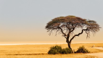Obraz premium Etosha Nationalpark
