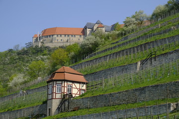 Herzoglicher Weinberg unterhalb von Schloss Neuenburg bei Freyburg, Burgenlandkreis,...