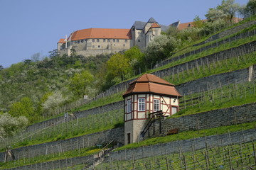 Herzoglicher Weinberg unterhalb von Schloss Neuenburg bei Freyburg, Burgenlandkreis,...