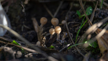 mushroom in forest