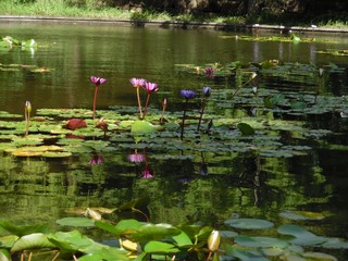 The Lotuses blooming in a marsh