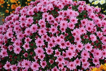 Beautiful autumn flowers of Chrysanthemum of different colors