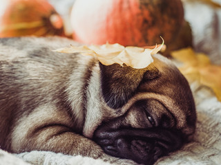 Cute, sweet puppy, sleeping on a blanket, yellow pumpkins and leaves on a white background. Pet care concept