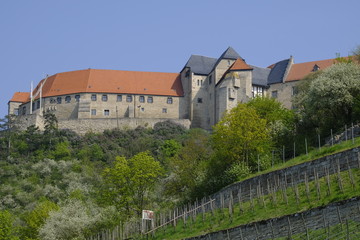 Fototapeta na wymiar Herzoglicher Weinberg unterhalb von Schloss Neuenburg bei Freyburg, Burgenlandkreis, Sachsen-Anhalt, Deutschland.....