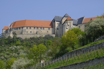 Herzoglicher Weinberg unterhalb von Schloss Neuenburg bei Freyburg, Burgenlandkreis,...