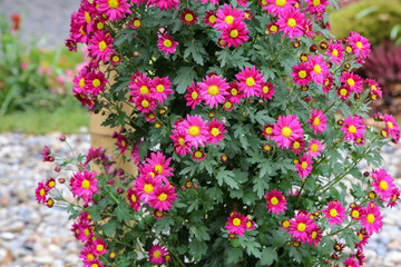 Beautiful autumn flowers of Chrysanthemum of different colors