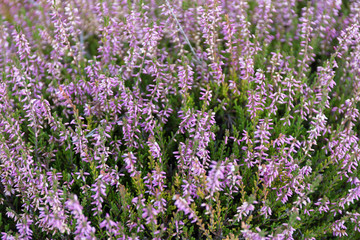 Blooming wild heather in a botanical garden.