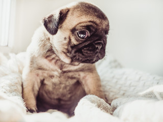 Cute, sweet puppy sitting on a white blanket against the window. Pet care concept