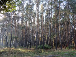 Forest in the Kharkov city