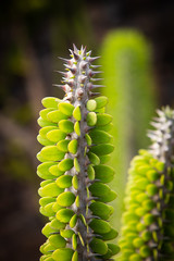 cactus with green leaves and thick thorns