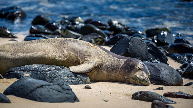 Hawaiian monkseal sleeping between rocks on Mokulua island.