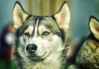 Close-up on muzzle and light eyes husky