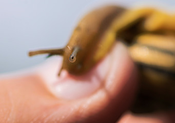 Mustache grape snails close-up
