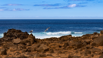 seagulls on a rocky  and darkbrown volcanic coast