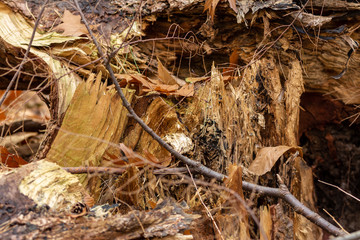 Zeist, Utrecht/The Netherlands - October 21 2018: small tree fallen over and broken in half close up of the trunk